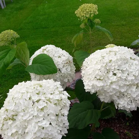 Poell Apartment Ried im Oberinntal